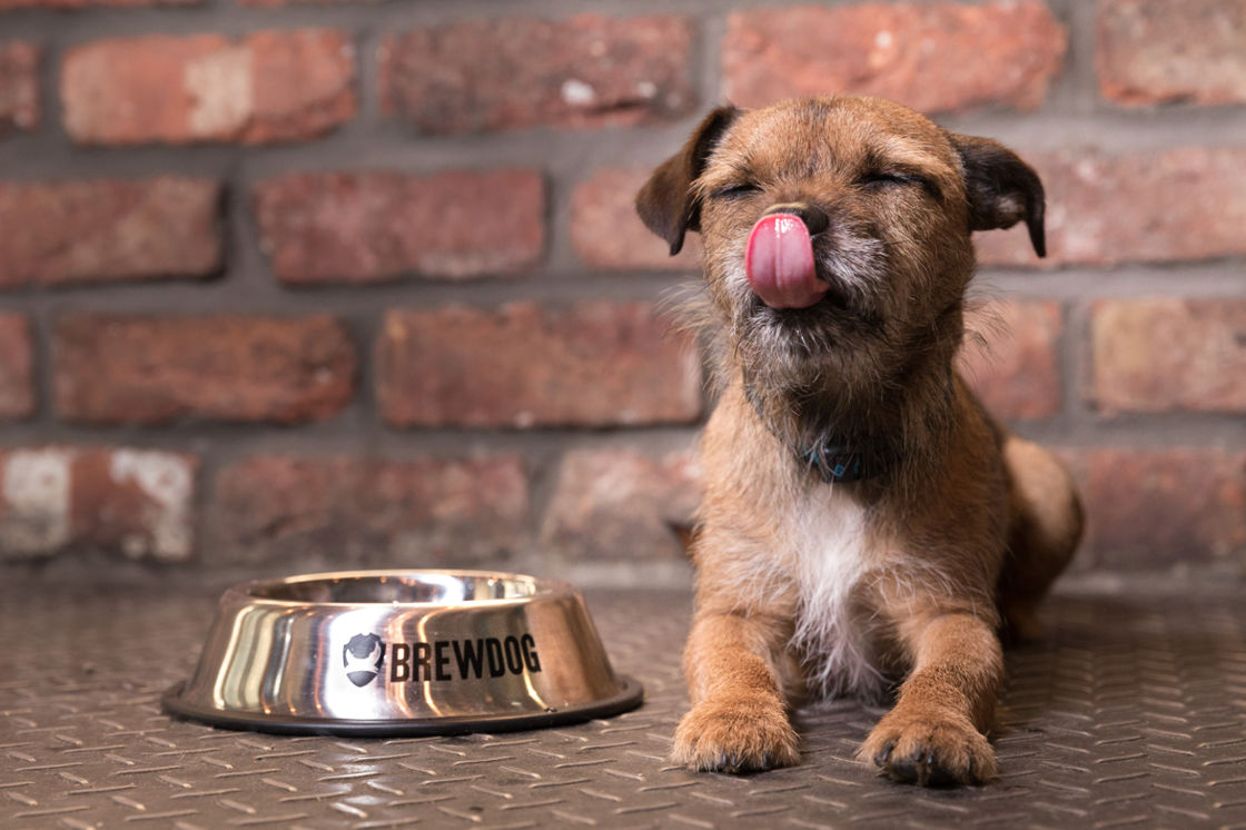 GIFTS FOR THE BREWPUP IN YOUR LIFE